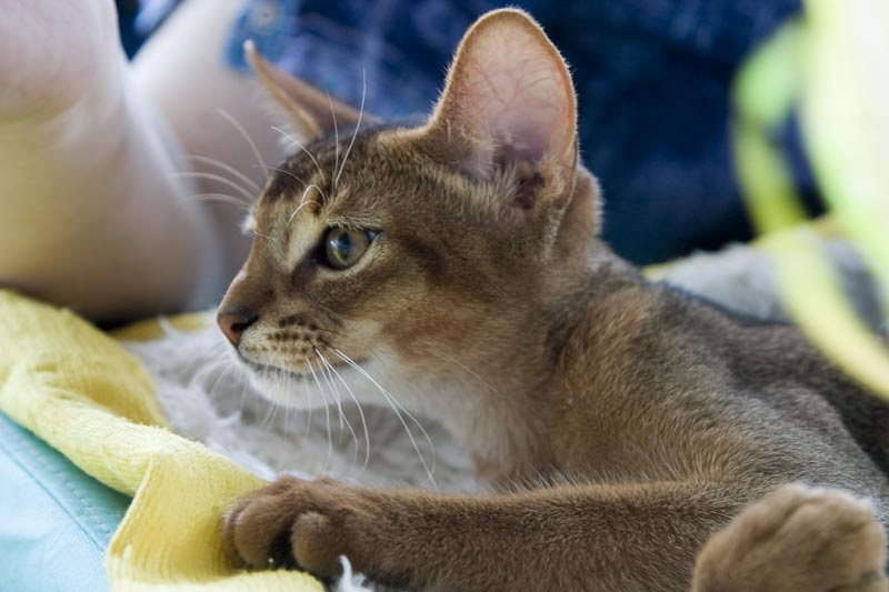 Обычная кошачья грация... Кошка абиссинская дикая