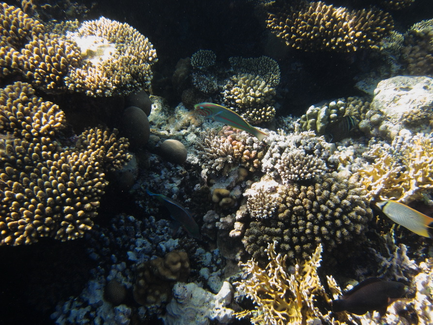 *** Sharm El Sheikh; coral reef