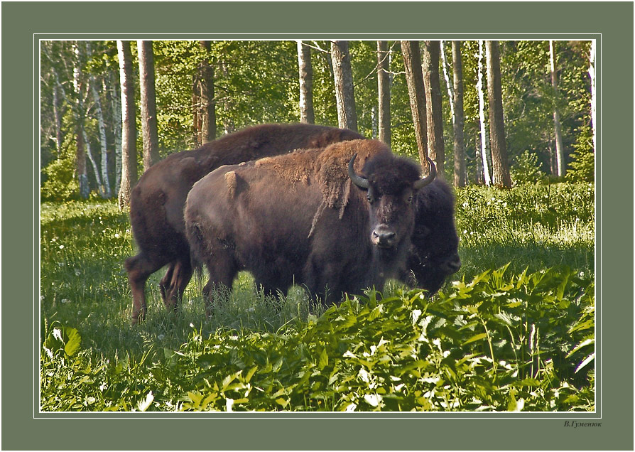 Зубры Зубр, Bison, bonasus Приокско-терраский, заповедник