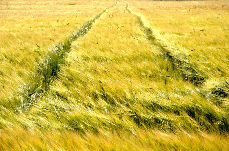 Колея Колея