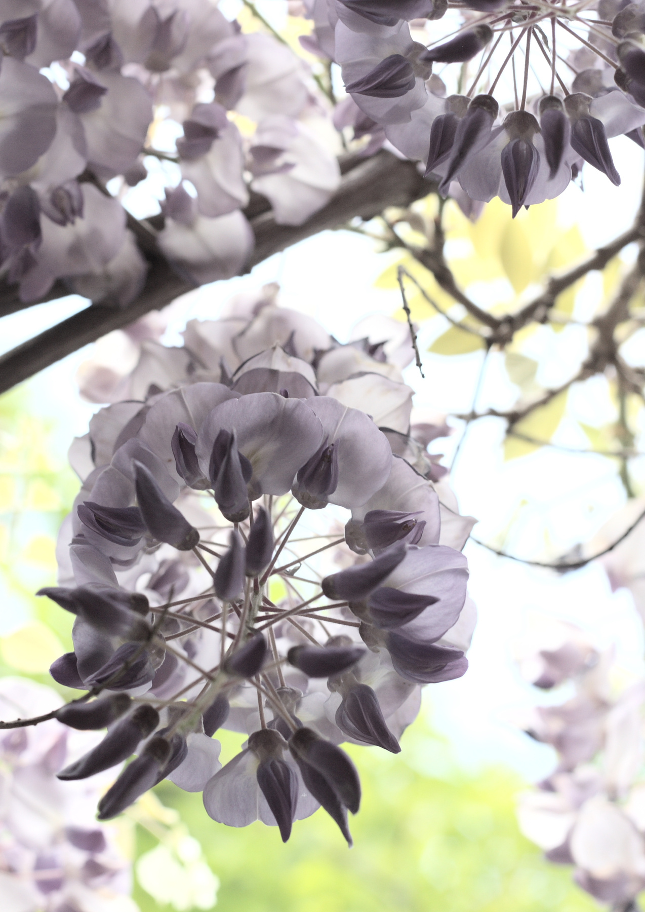 *** wisteria