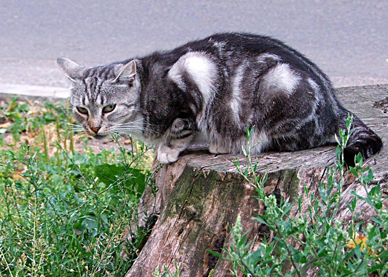 Серая жизнь кота Матвея кот