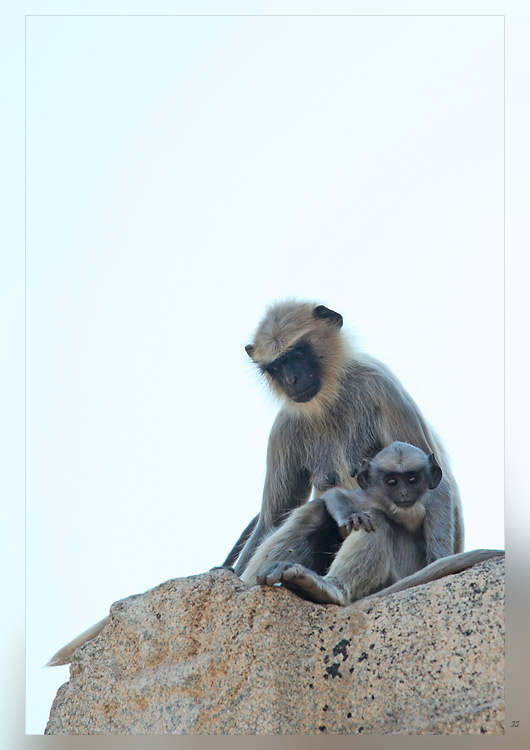 feel / hampi. hanuman monkeys обезьяны индия храм хампи