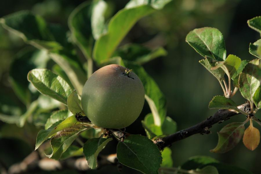 the apple 