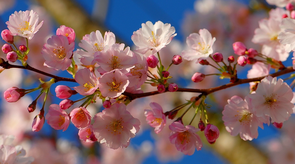 Весенние краски розовые деревья prunus март цветы веточка весна