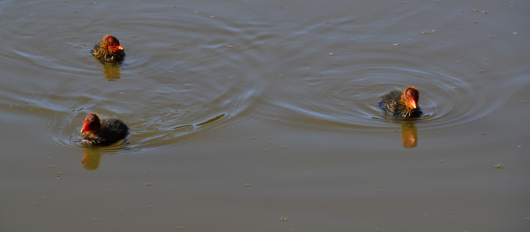 Водоплавующие 