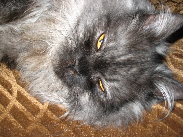 Кот Артемий 