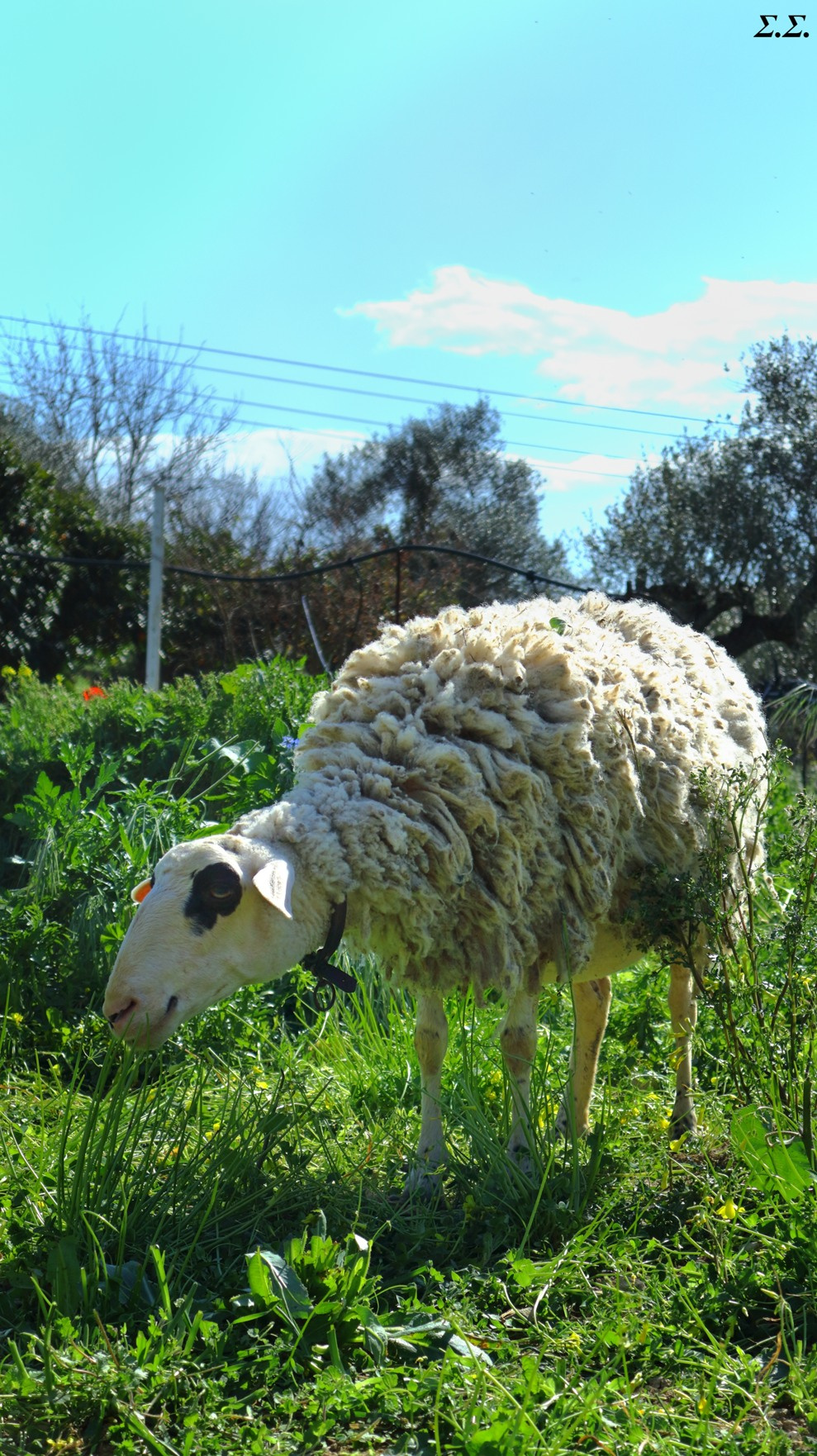 CONVICTED LAMB 