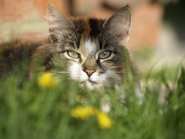 *** Cats