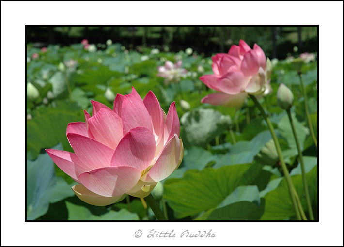 Лотосы Fo Guang Shan Nan Tien Temple Sydney Australia