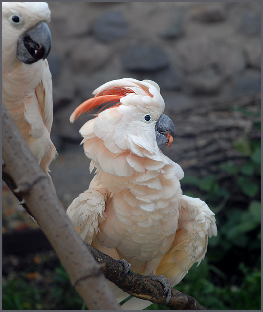 Третий лишний? молуккский какаду Cacatua moluccensis