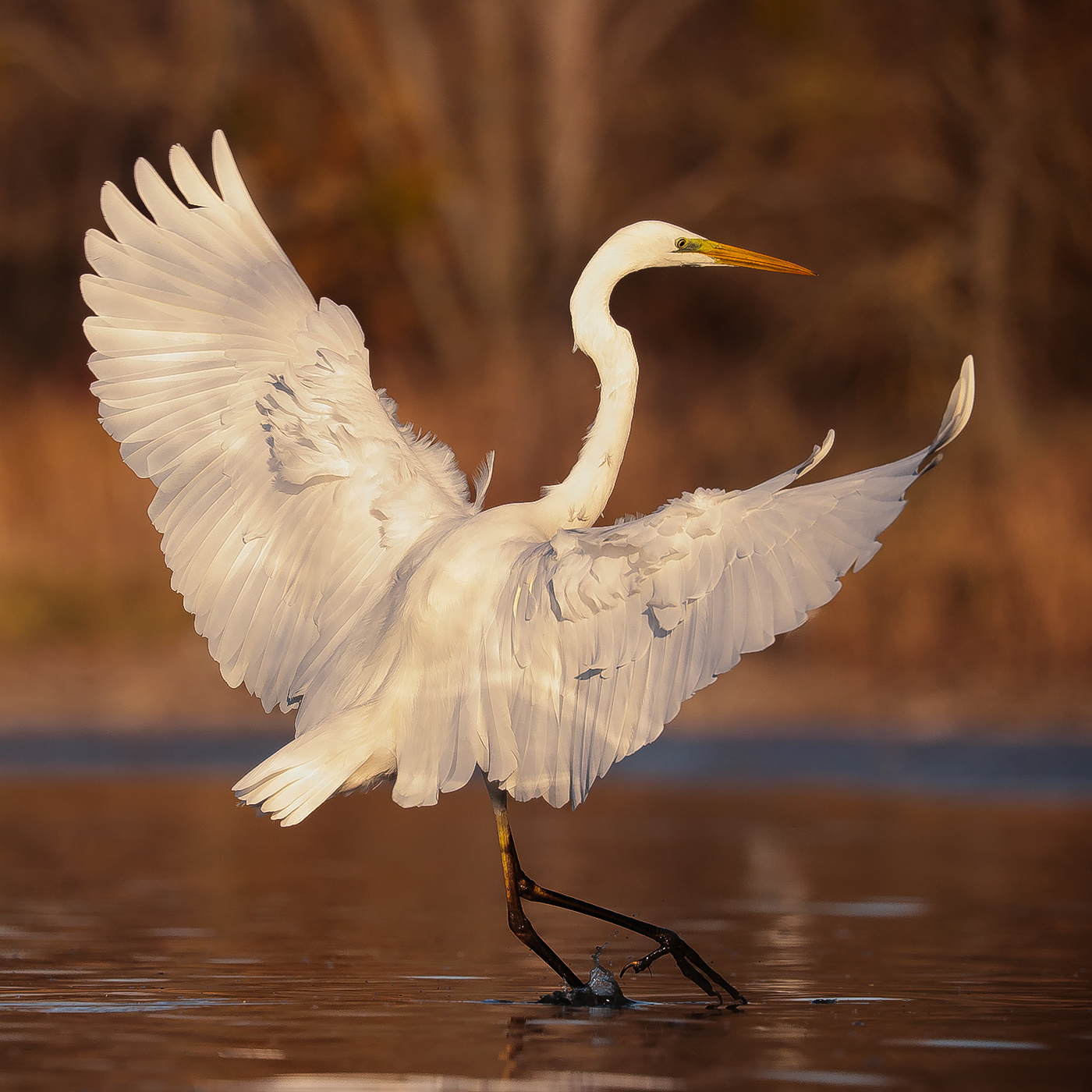 Heron 