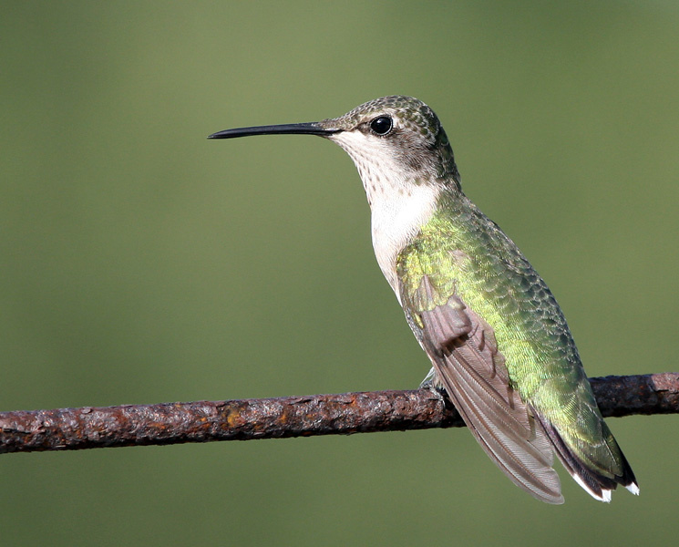 Еще одна колибри птица, колибри, Техас, hummingbird, Texas