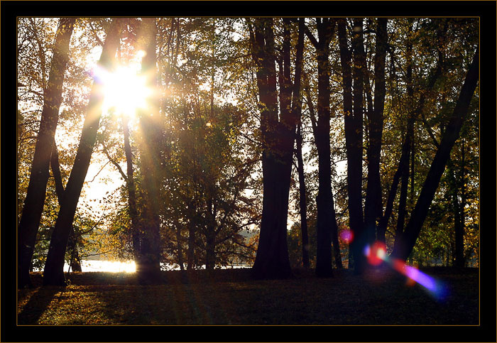 Deep forest 