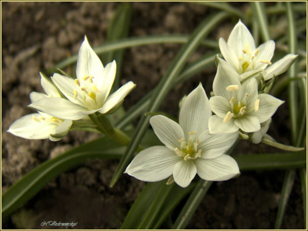 Ornithogalum цветы, природа