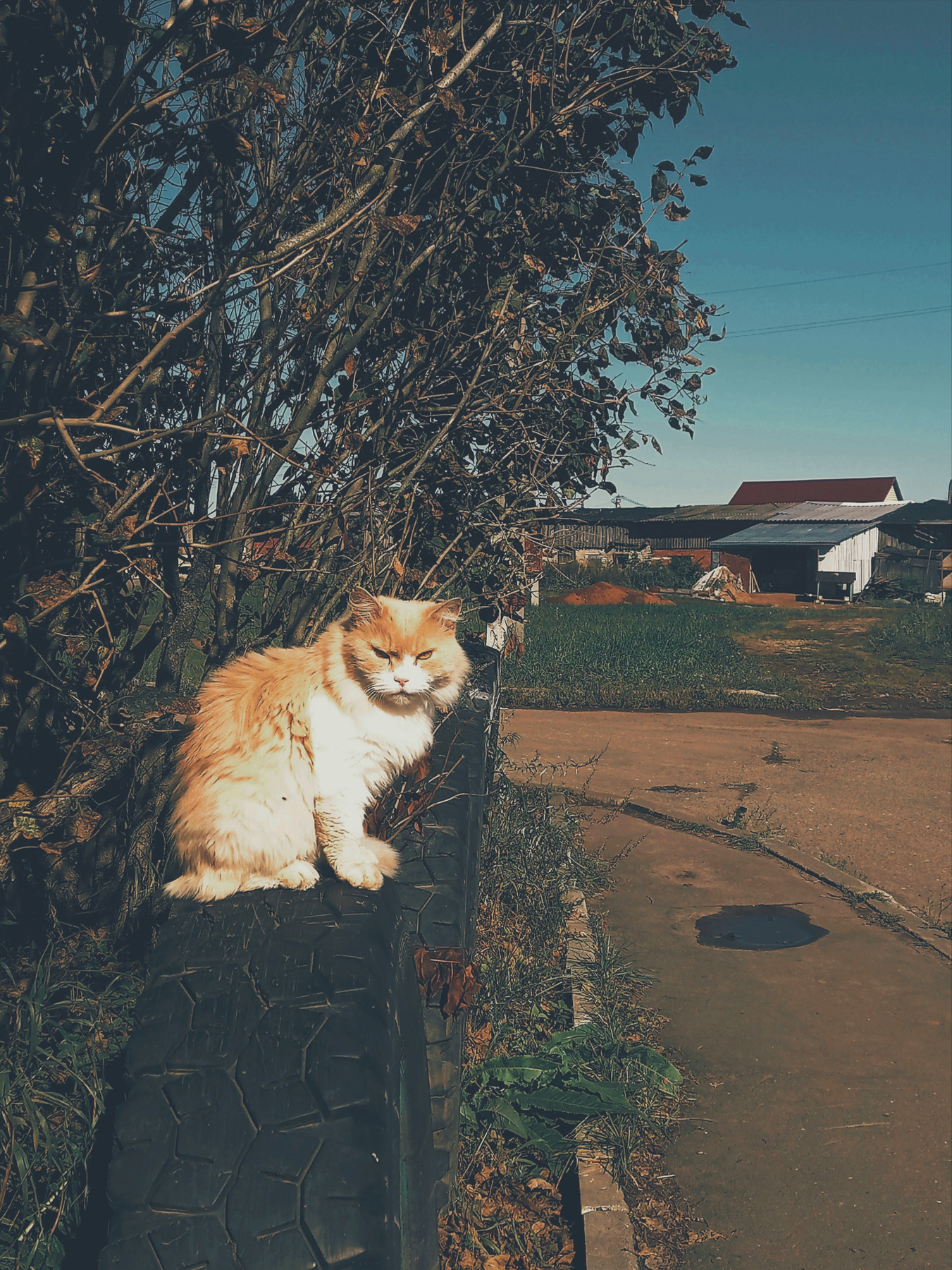 Рыжий кот рыжий кот кошка животные домашние лето август 2023 мобильная фотография мобильное фото