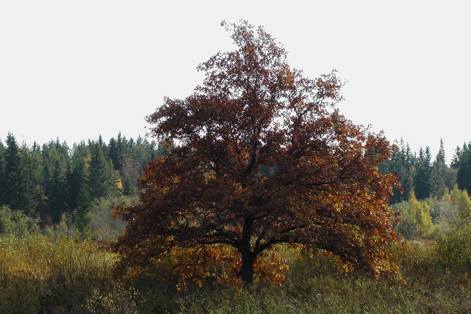 Остров Коневец. Октябрь 2012 года. пейзаж, русская природа, природа Севера, остров, дерево, осень, поездка, природа, деревья, Ленинградская область, лес, золотая осень, северная природа, прогулка, Коневецкий монастырь, монашество, Коневец, русские монастыри, монахи