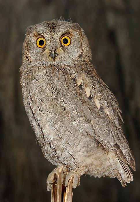 Ну нифига-се у тебя бленда сова сплюшка зорька otus scops