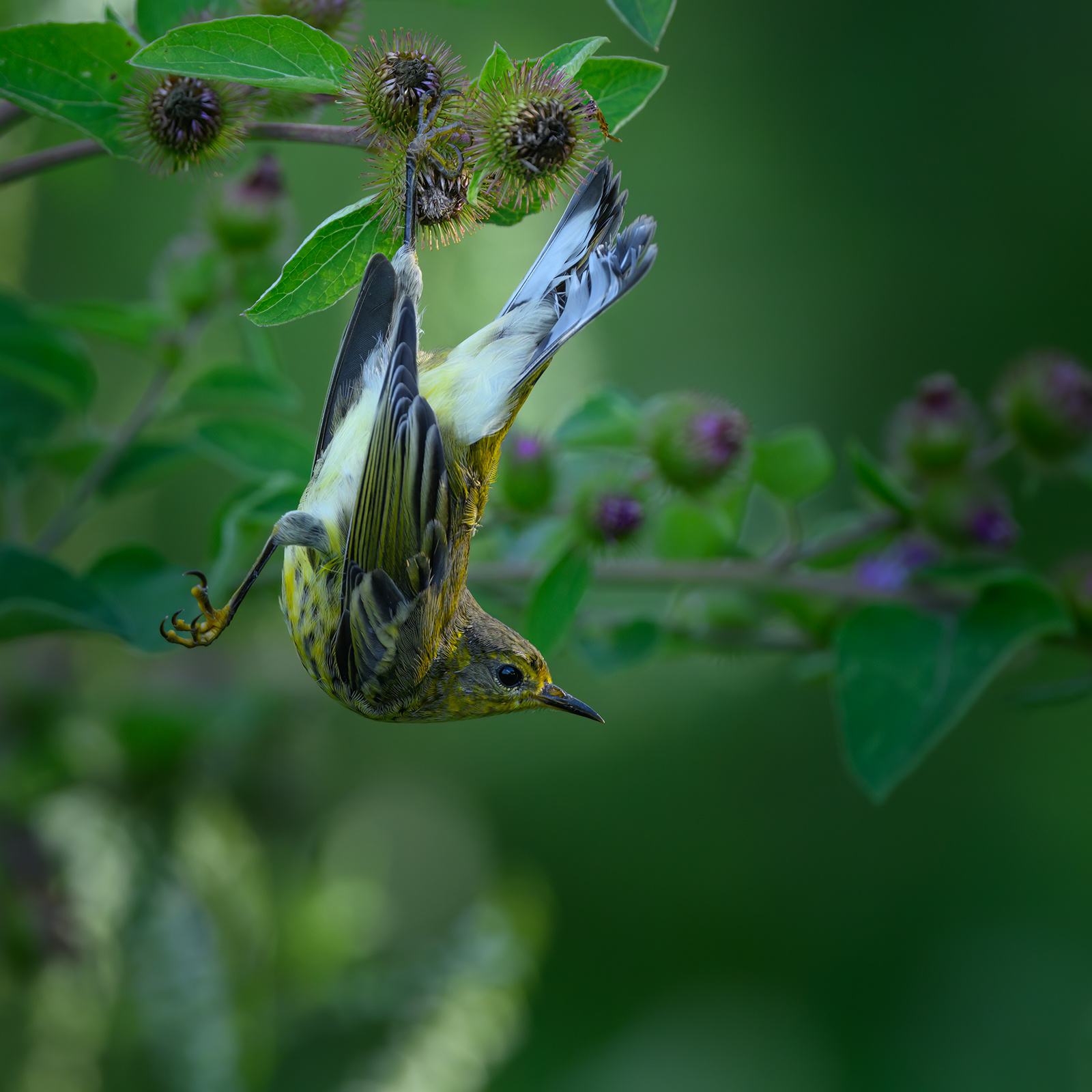 Cape May warbler (immature) 