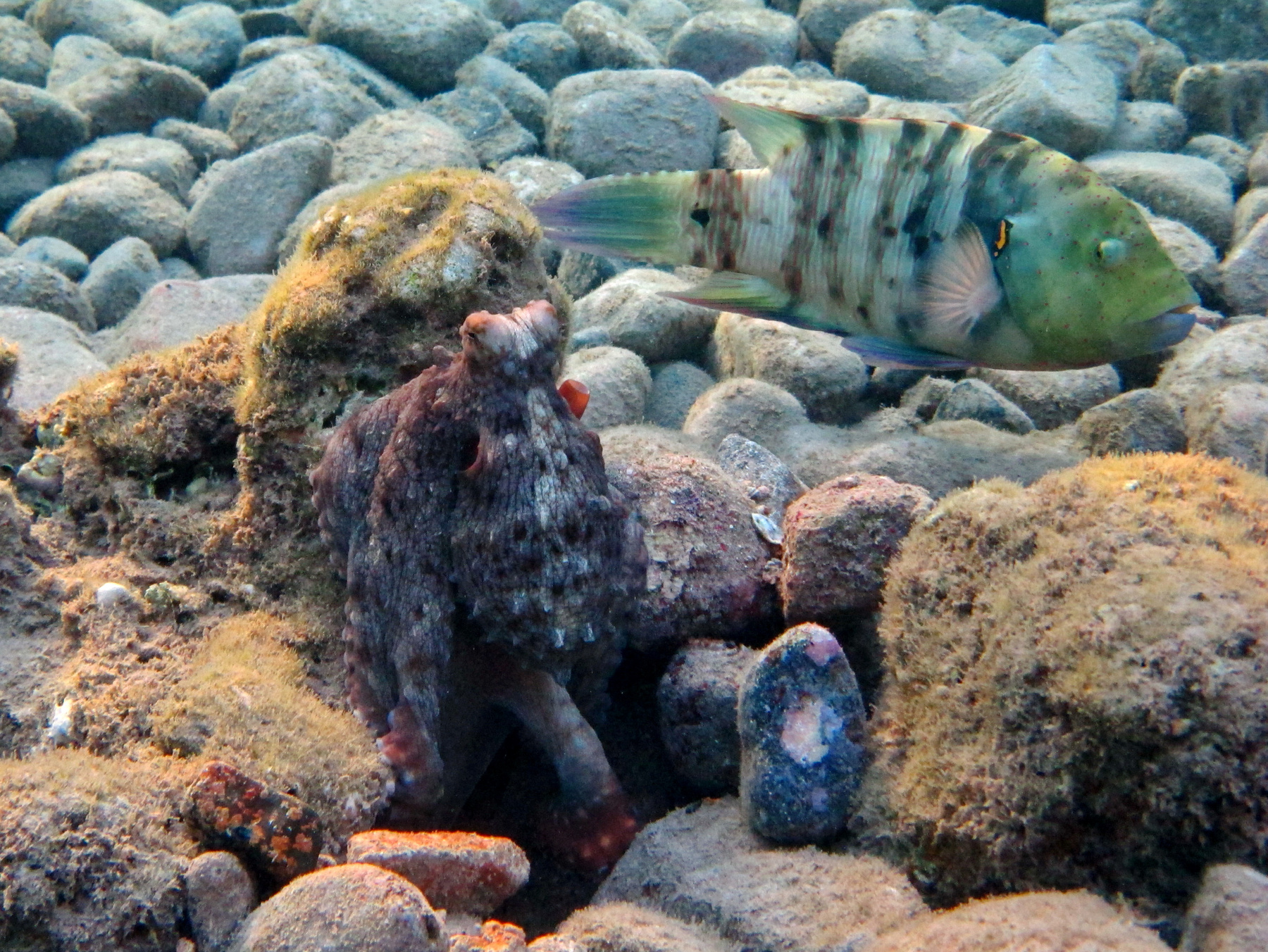 ОСЬМИНОГ ОТ БОГА Красное море , подводный мир , осьминог , хейлин , красота  