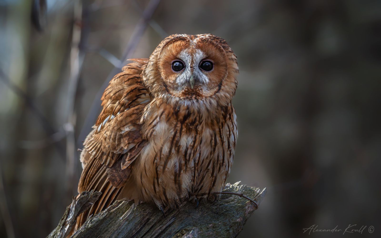 Лупоглазик сова неясыть серая обыкновенная strix aluco tawny owl