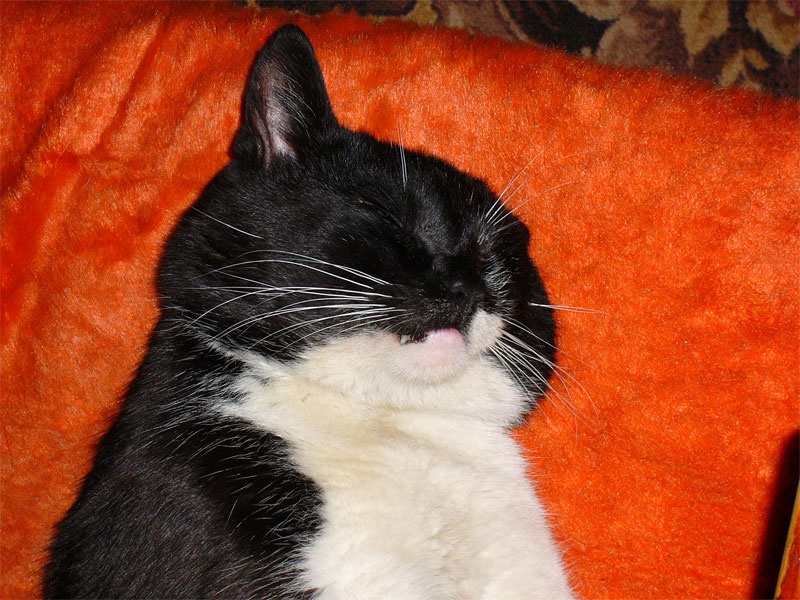 Кот, которому сниться, что он человек кот