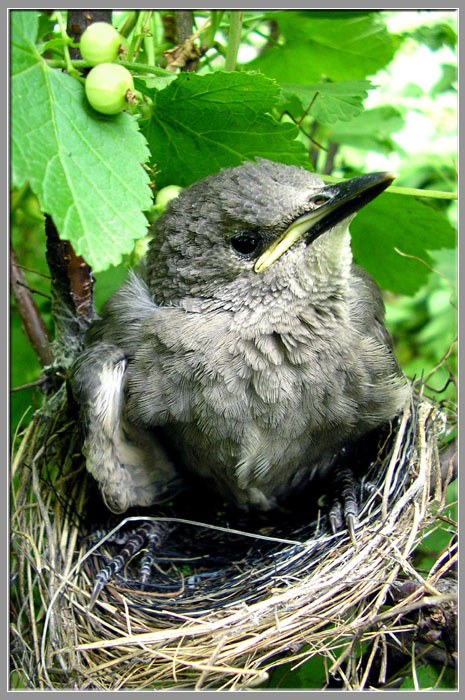 кукушонок кукушка птенец nestling