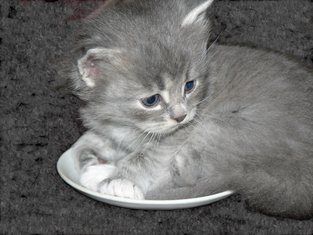Котенок в миске Кот в миске