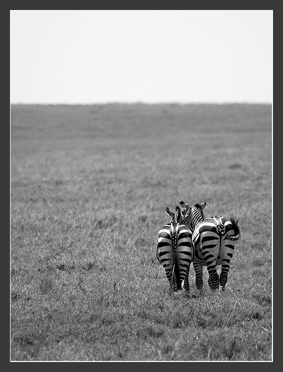 Африка в лицах #20. Быть c любимой. Африка Танзания Serengeti Зебры