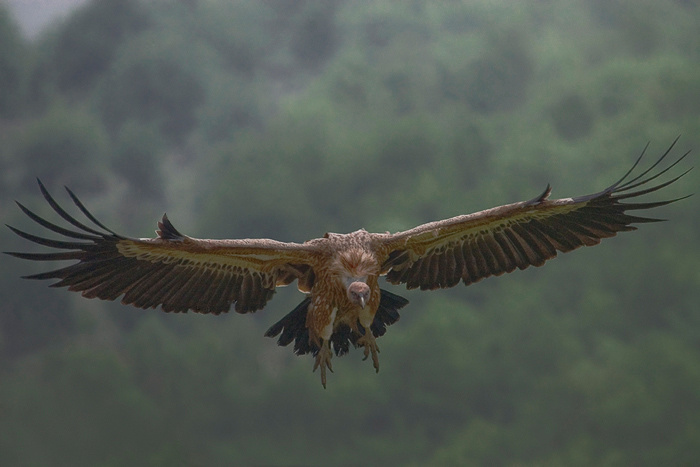 Родопские легенды Сип белоголовый (Gyps fulvus)