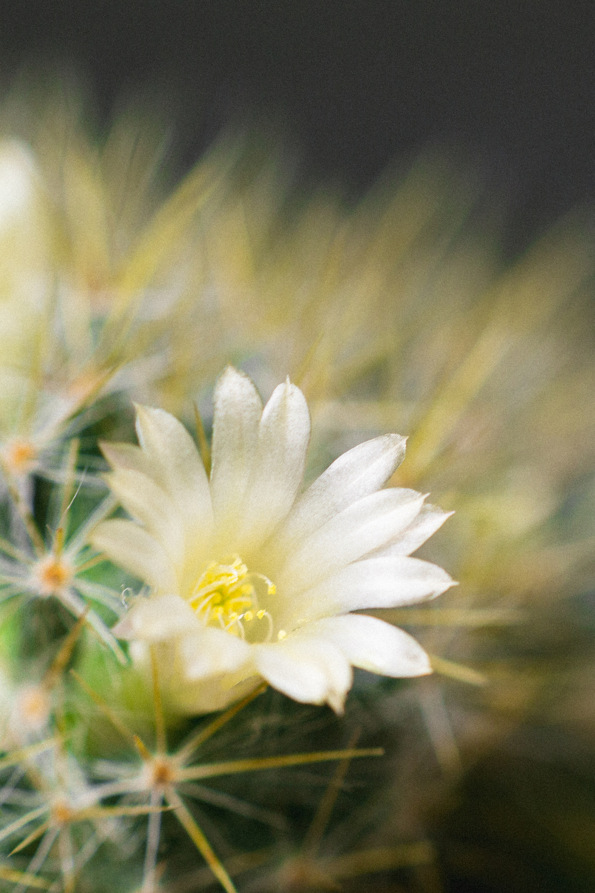 Маммиллярия 