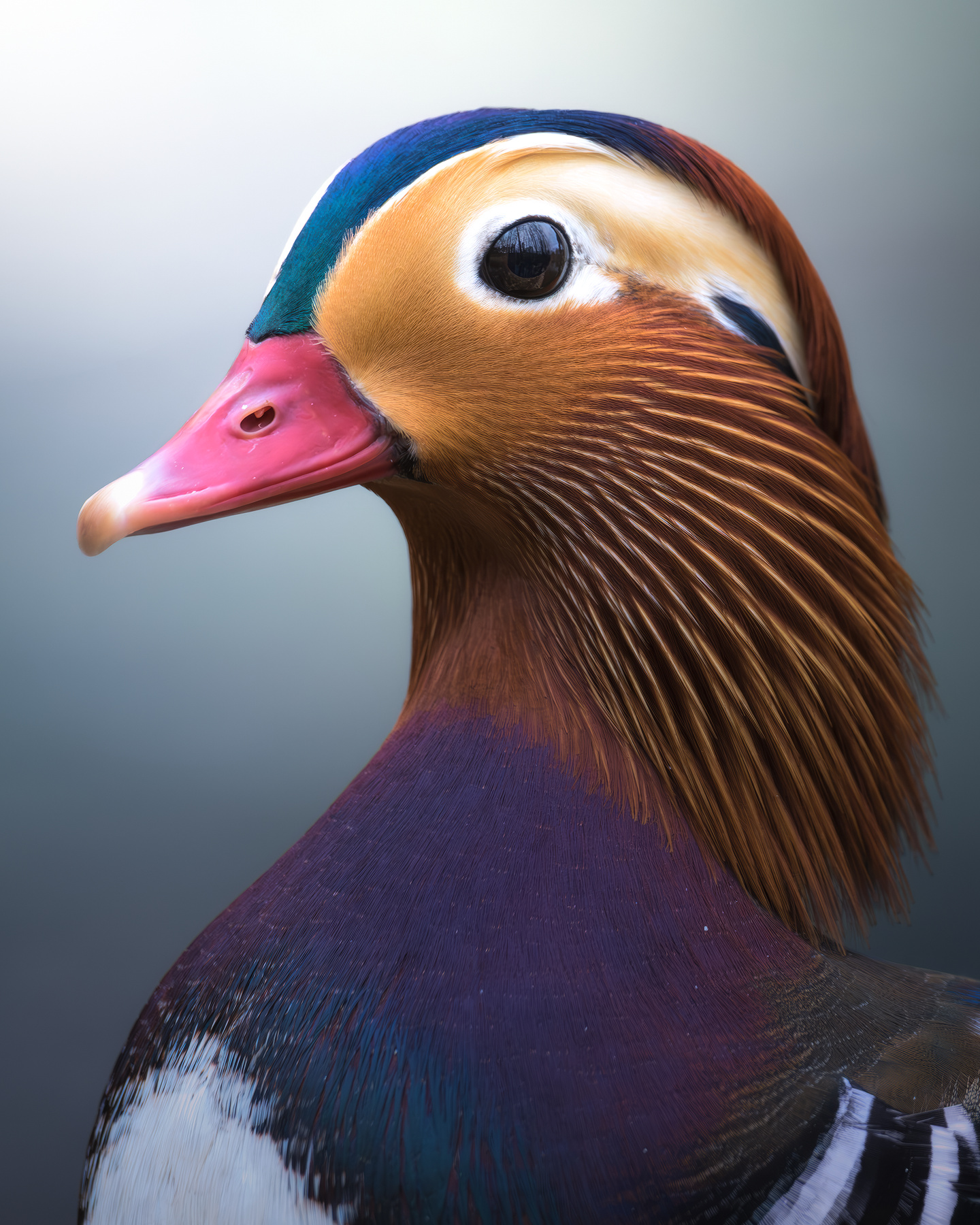 Мандаринка (Aix galericulata) 