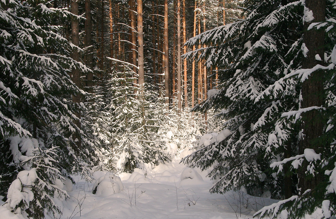 Зимний лес зима, лес