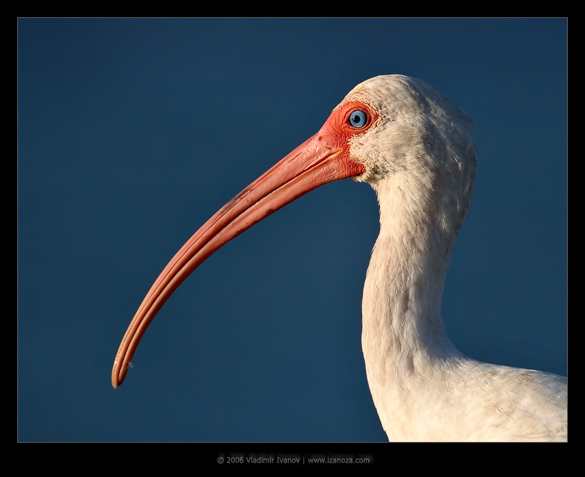 Дед Мороз белый ибис white ibis Florida US