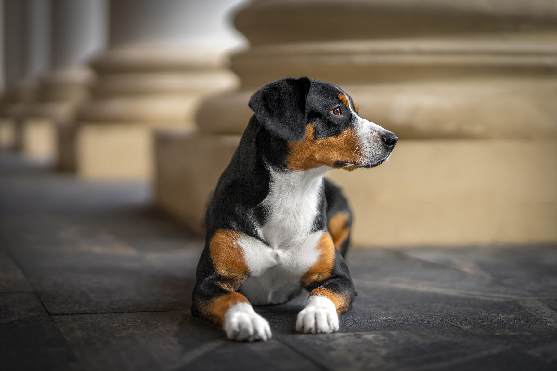 Sity. Satoshi (FRESH ENERGY) dog Entlebucher Sennenhund Satoshi FRESH ENERGY