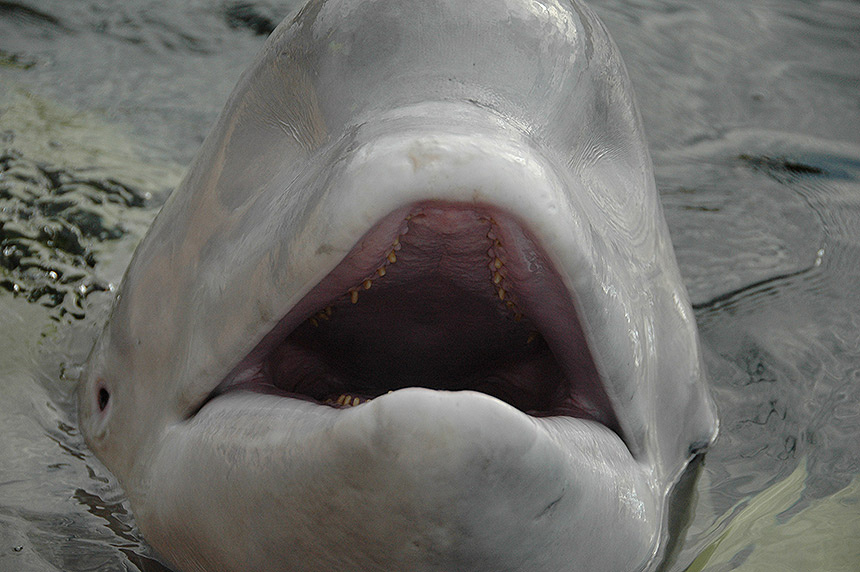 Филя Полярный круг, белое море белуха Филя кит