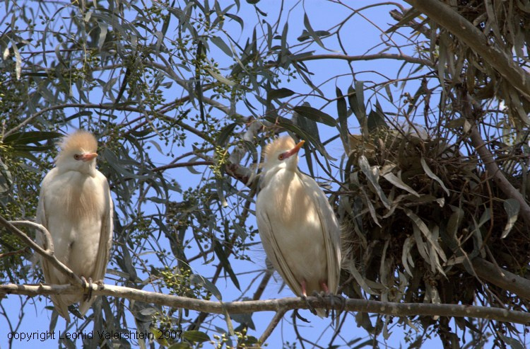 Бычья или Египетская цапля CATTLE Egret Bubulkus ibis цапли гнездо