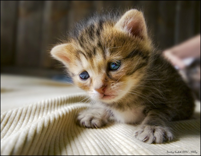 Про грустный праздник... кот