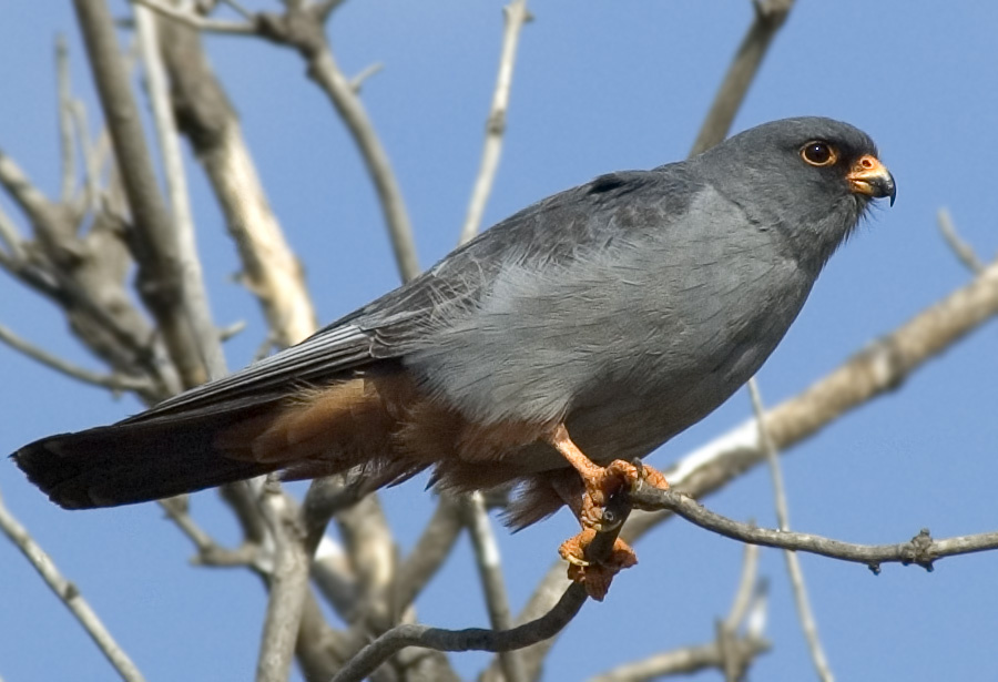 Кобчик красноногий Кобчик, самец. Red-footed falcon, Falco vespertinus