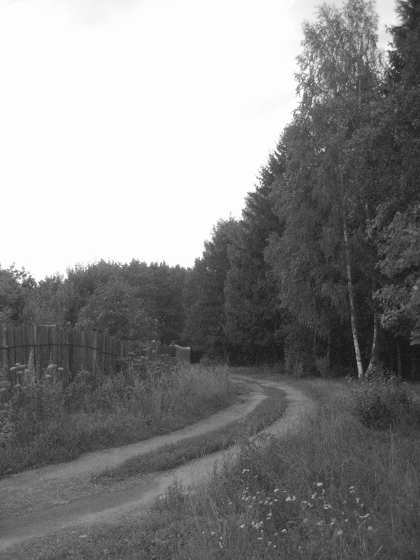 Дорога в лес Лес,дорога