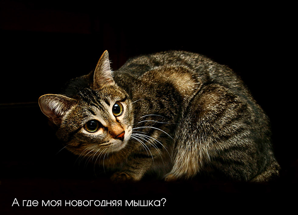Предновогодняя:) кошка, мышка