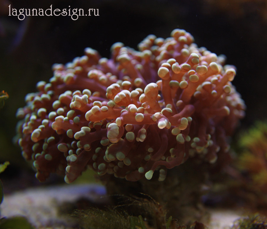 Euphillia кораллы морской аквариум подводный