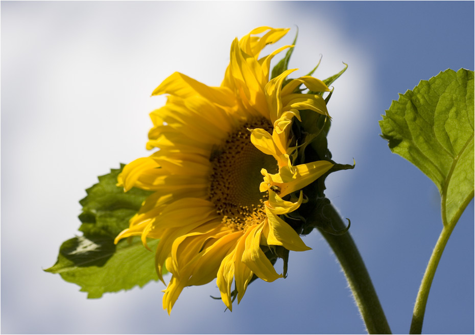стремление к солнцу 