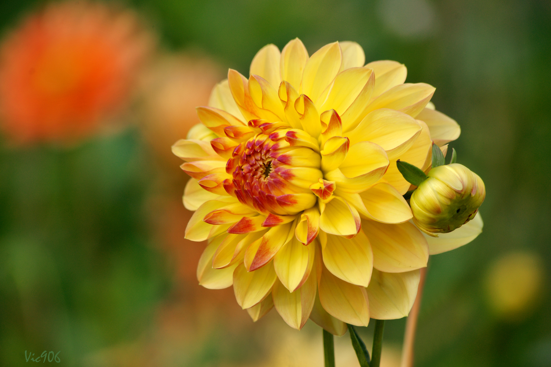 *** dahlia daliya георгина георгины природа цветы