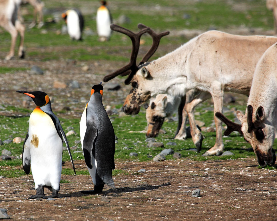 King penguins and reindeers Reindeers in St.Anrew bay
