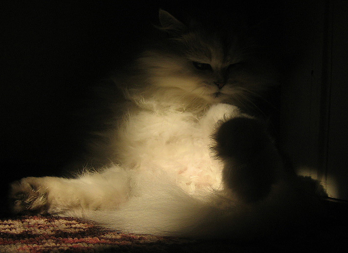 гламурный кот кот