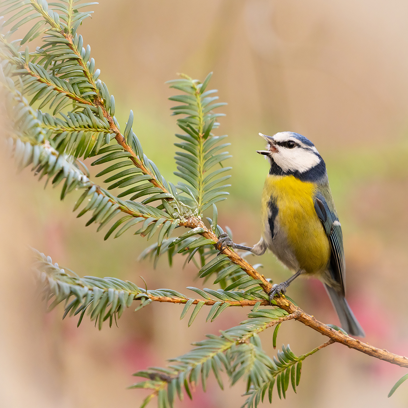 Titmouse 