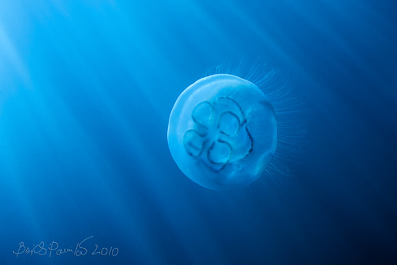 Moon in Sun Rays :) moon jellyfish медуза Японское море Приморье anion Aurelia aurita аурелия ушастая луна