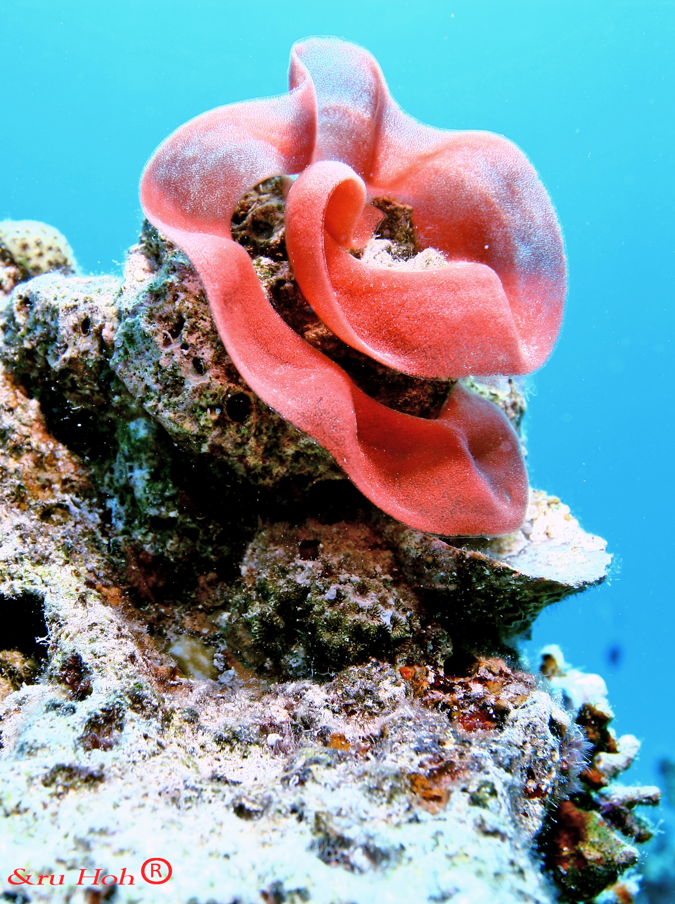 Формы жизни Красное море