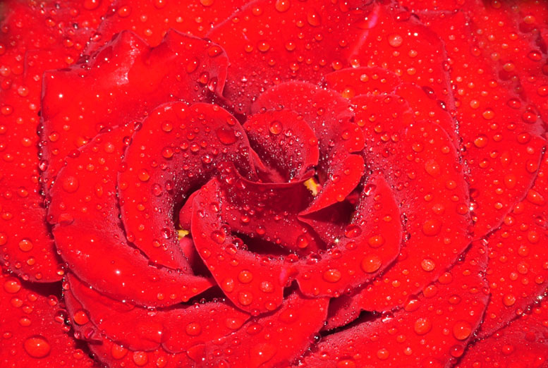 Red Red Rose 